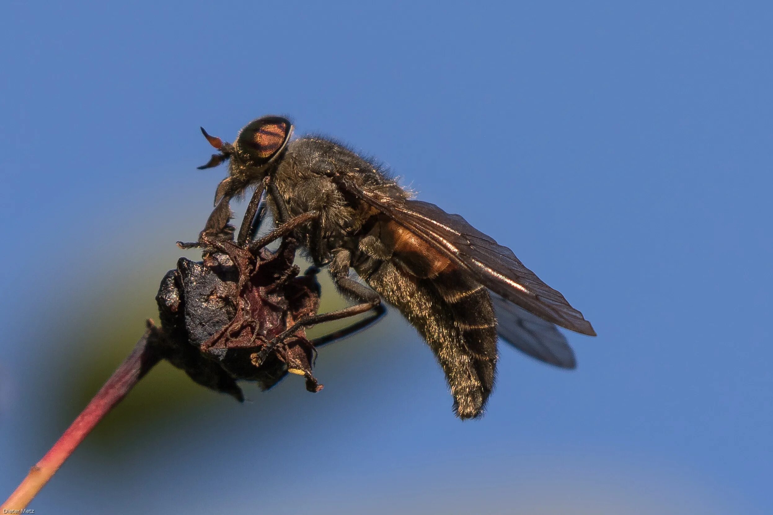 Древесный шершень. Летающие насекомые крыма. Летающие насекомые подмосковья. Большие летающие насекомые. Стрекоза насекомое.
