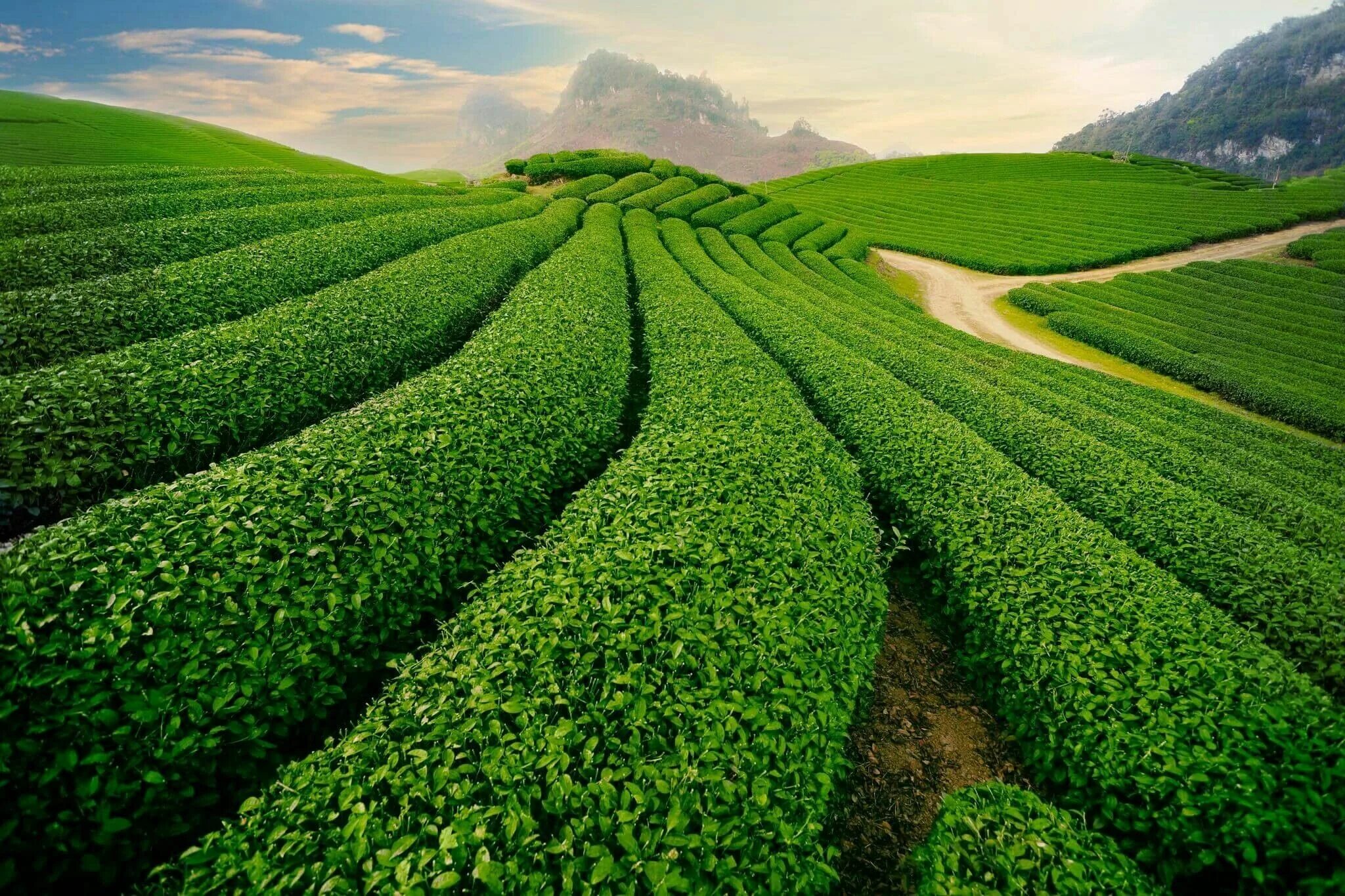 Остров плантация. Плантации чая в Китае. Вьетнам чайные плантации. Чайна плинтации в Китае. Остров Чеджу чайные плантации.