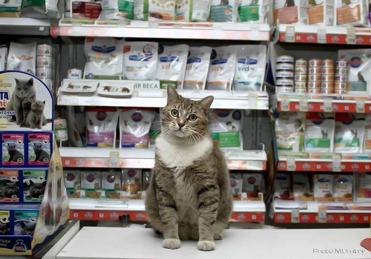 Магазин кошечек. Кот в зоомагазине. Кот на прилавке. Кот в магазине. Кошка в магазине.