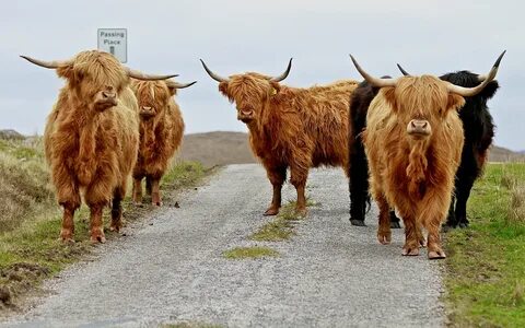 Highland coo