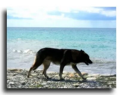 Бегущий краем моря
