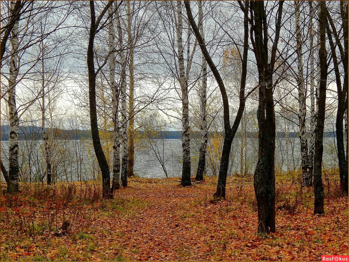 вешнию леса красу майков. коллаж кроет уж лист золотой влажную землю в лесу. кроет уж лист золотой влажную землю в лесу размер стиха. майкова осень. уж лист золотой влажную землю.