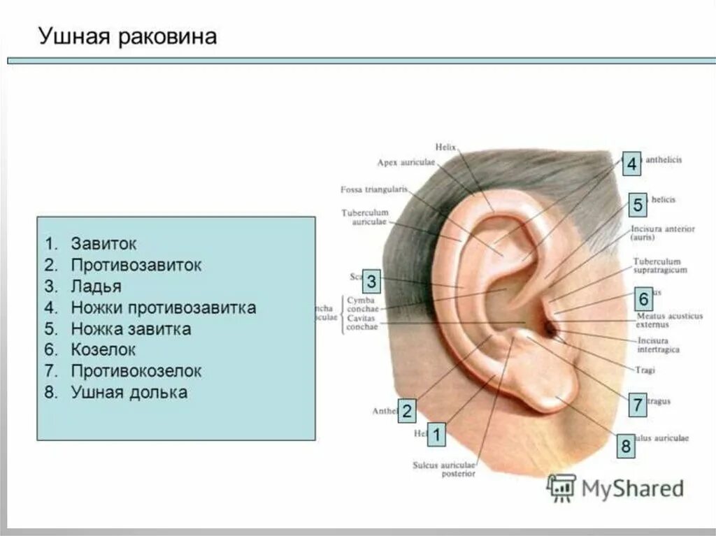 Что такое ушная раковина. Козелок ушной раковины анатомия. Завиток и противозавиток ушной раковины. Анатомия ушной раковины уха человека. Долька ушной раковины анатомия.