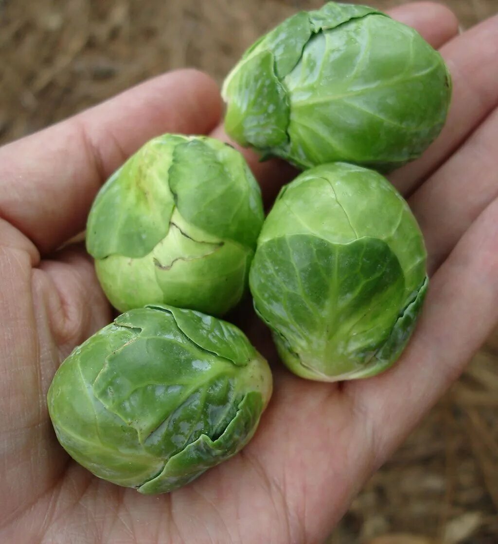 Капуста брюссельская Франклин f1. Капуста брюссельская Лонг Айленд. Brassica oleracea var. Gemmifera брюссельская капуста. Мелкая капуста брюссельская.