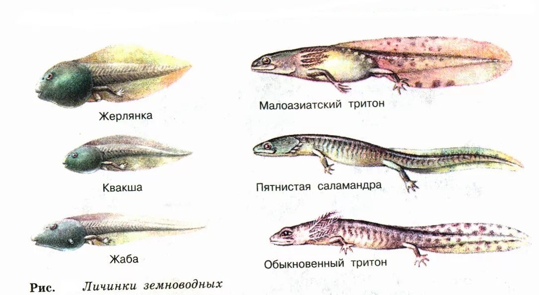 Развитие головастика земноводных. Обыкновенный Тритон стадия личинки. Стадии развития Тритона обыкновенного. Гребенчатый Тритон стадия личинки. Гребенчатый Тритон стадии развития.