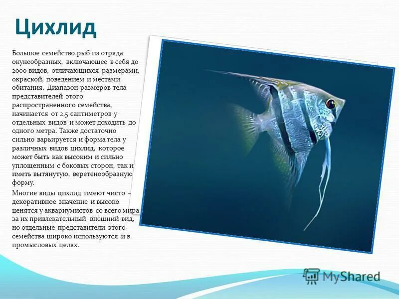 характеристика костных рыб 7 класс биология. презентация на тему рыбы. внешнее и внутреннее строение рыб. рыбы зоология. класс рыбы многообразие.