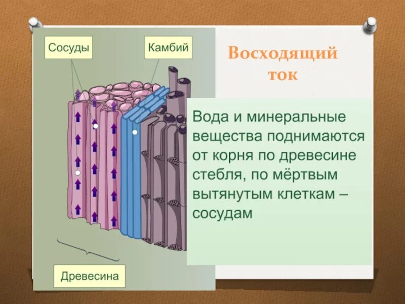 Передвижение веществ по стеблю 6 класс. Нисходящий ток у растений. Восходящий и нисходящий ток у растений. Восходящий и нисходящий ток вода. Восходящий и нисходящий ток в стебле растений.