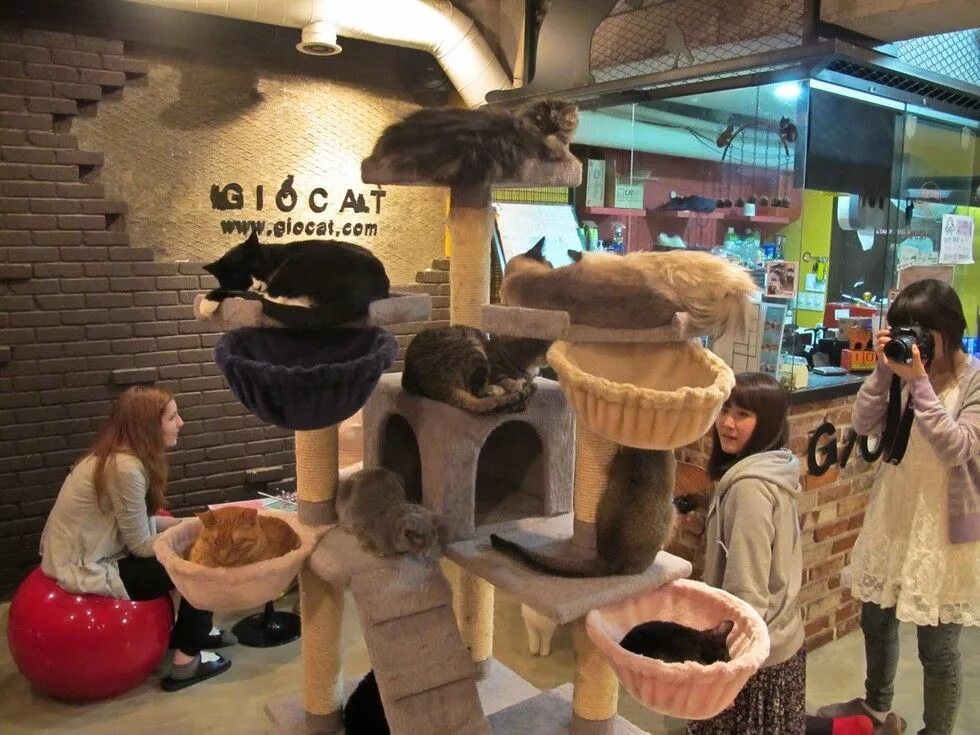 Кошачье кафе - "Cat Cafe" в Японии. Кошачье кафе в Токио. Котокафе в Токио. Кошачьи кафе в Японии. Кофейня с капибарами адрес