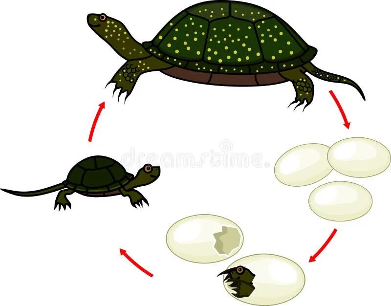 Жизненный цикл черепахи. Цикл жизни черепах. Этапы развития черепахи. Схема развития черепахи. Черепахи развитие с метаморфозом
