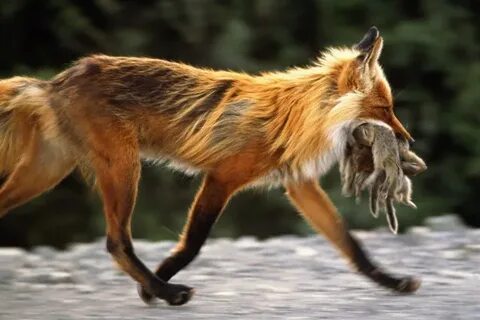 Fox board