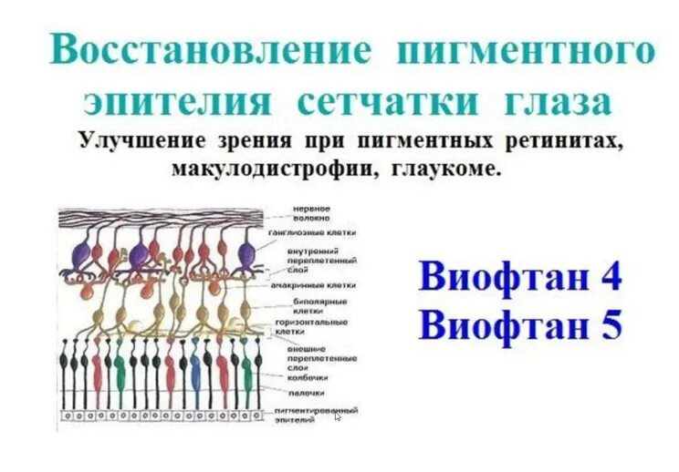 Пигментный эпителий сетчатки. Функции пигментного эпителия сетчатки. Пигментный слой сетчатки функции. Пигментный слой сетчатки глаза, его функции..