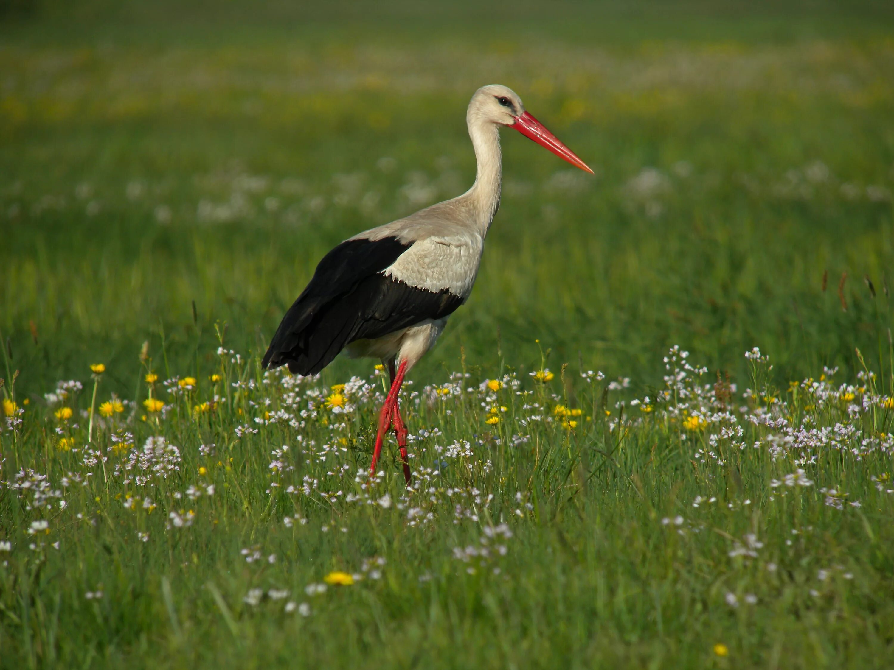 Белый Аист птица. Ciconia Ciconia. Белый Аист Беларусь. Болотные птицы Аист.