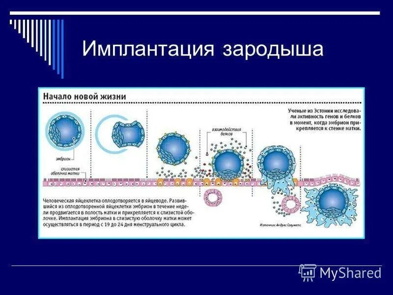 Прикрепление после овуляции. Схема процесса оплодотворения имплантации. Фазы имплантации зародыша. Процесс имплантации зародыша. Процесс имплантации плодного яйца.