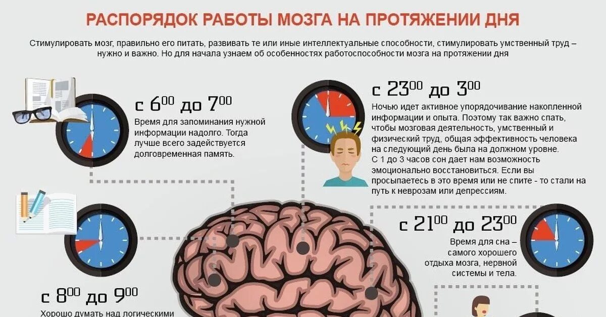 Периоды активности мозга. Деятельность головного мозга. Деятельность в мозгу человека. Активность мозга по часам. Что будет с организмом если не спать