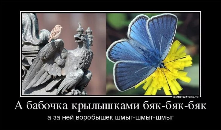 Бяк бяк бяк бяк аккорды. Бабочка крылышками бяк бяк. бабочка бяк-бяк-бяк. а бабочка крылышками бяк-бяк-бяк-бяк. а бабочка крылышками бек.