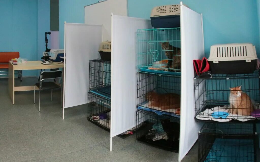 добрый кот ветклиника