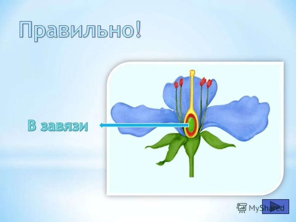 Тесты органы цветковых растений