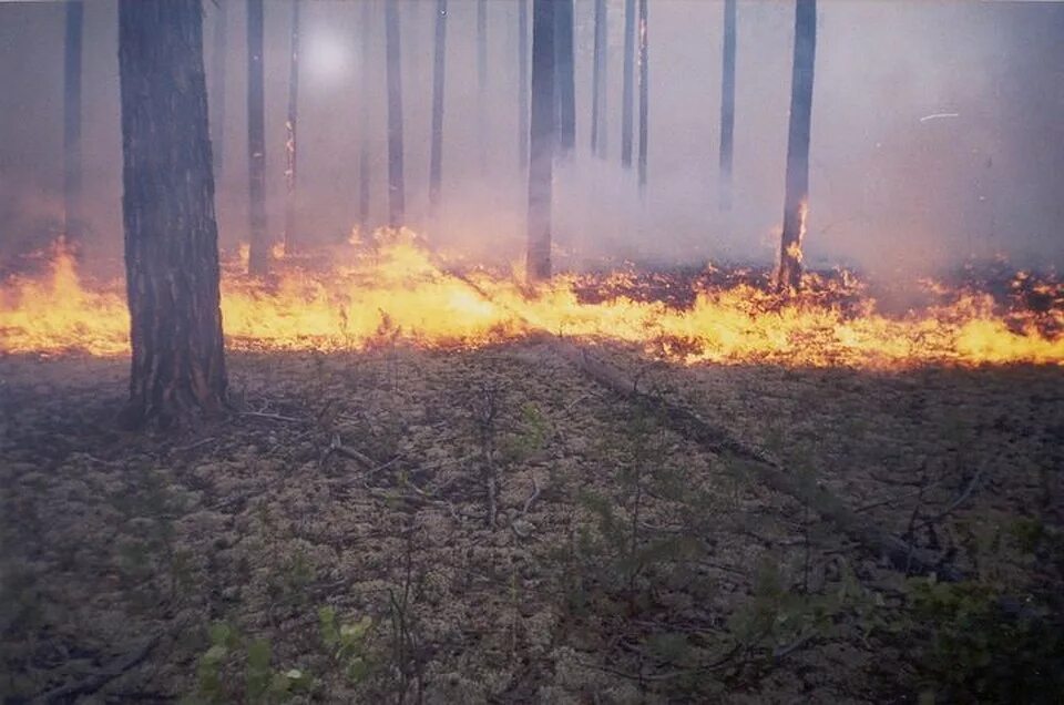 Устойчивый низовой Лесной пожар. Верховой беглый Лесной пожар. Низовой средний Лесной пожар. Лесные пожары Красноярск.