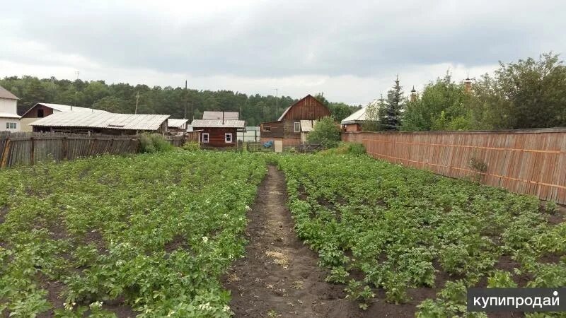 Есаулово красноярский край березовский район. Село Есаулово Красноярский край. Красноярск село Есаулово. Красноярский край,Березовский р-н,с Есаулово. Есаулово Красноярский край улица Центральная 119.