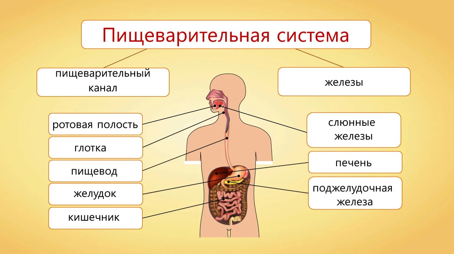 В чем заключается биология человека. Схема пищеварительной системы человека 8 класс. Система органов пищеварения 8 класс биология. Органы пищеварительной системы человека 8 класс биология. Система пищеварения человека биология 8 класс.