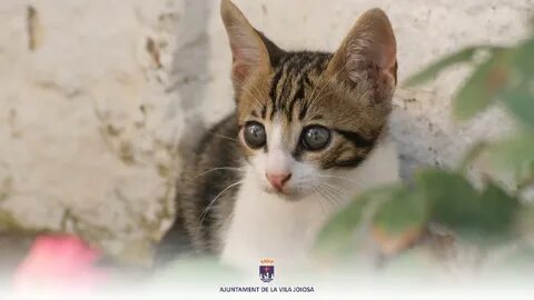 Бедный котик