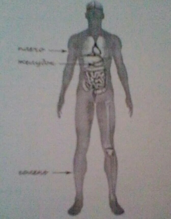 Рассмотри изображение человека покажи стрелками. Рассмотрите изображение человека. Внимательно рассмотри изображение человека. Изображение человека на рисунке стрелкой. Запястье голень и позвоночник