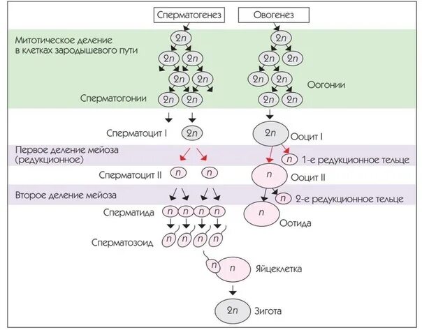 Последовательность процесса созревания женских половых клеток. Схема сперматогенеза и овогенеза. Образование половых клеток сперматогенез. Сперматогенез и овогенез набор хромосом. Период сперматогенез оогенез таблица.