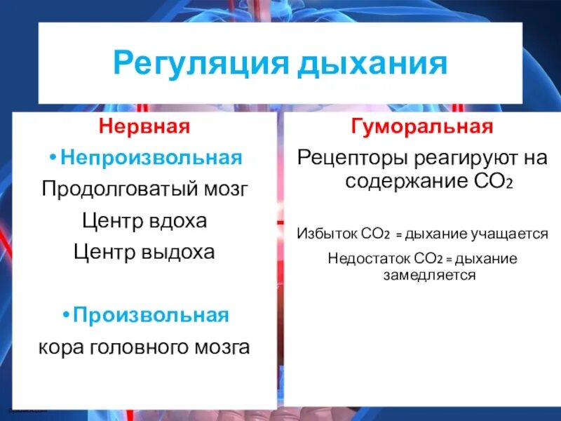 Нервно гуморальная реакция. Регуляция деятельности дыхательной системы. Нервная и гуморальная регуляция дыхательной системы. Регуляция дыхательных движений схема. Два способа регуляции дыхания.