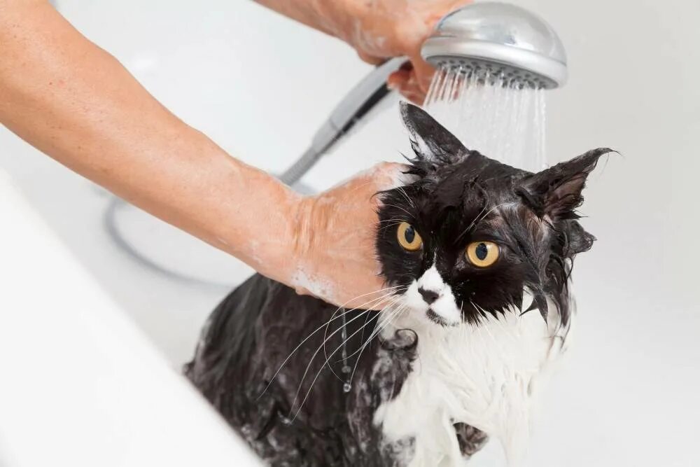 Коты после мытья. Мытье кошки. Кота моют. Помытый кот. Купание кошки.