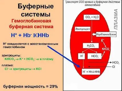Состав гемоглобиновой буферной системы