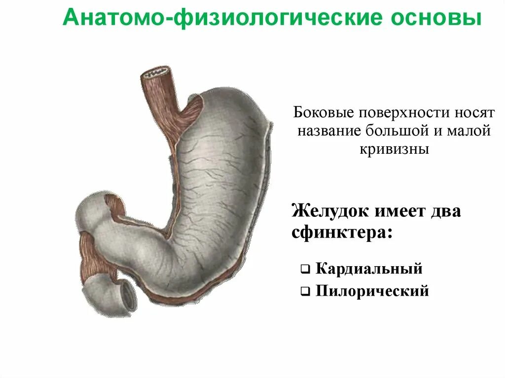 Сфинктеры пищеварительной системы. Пилорический сфинктер желудка. Малая кривизна желудка. Физиологический сфинктер желудка. Сфинктер латынь