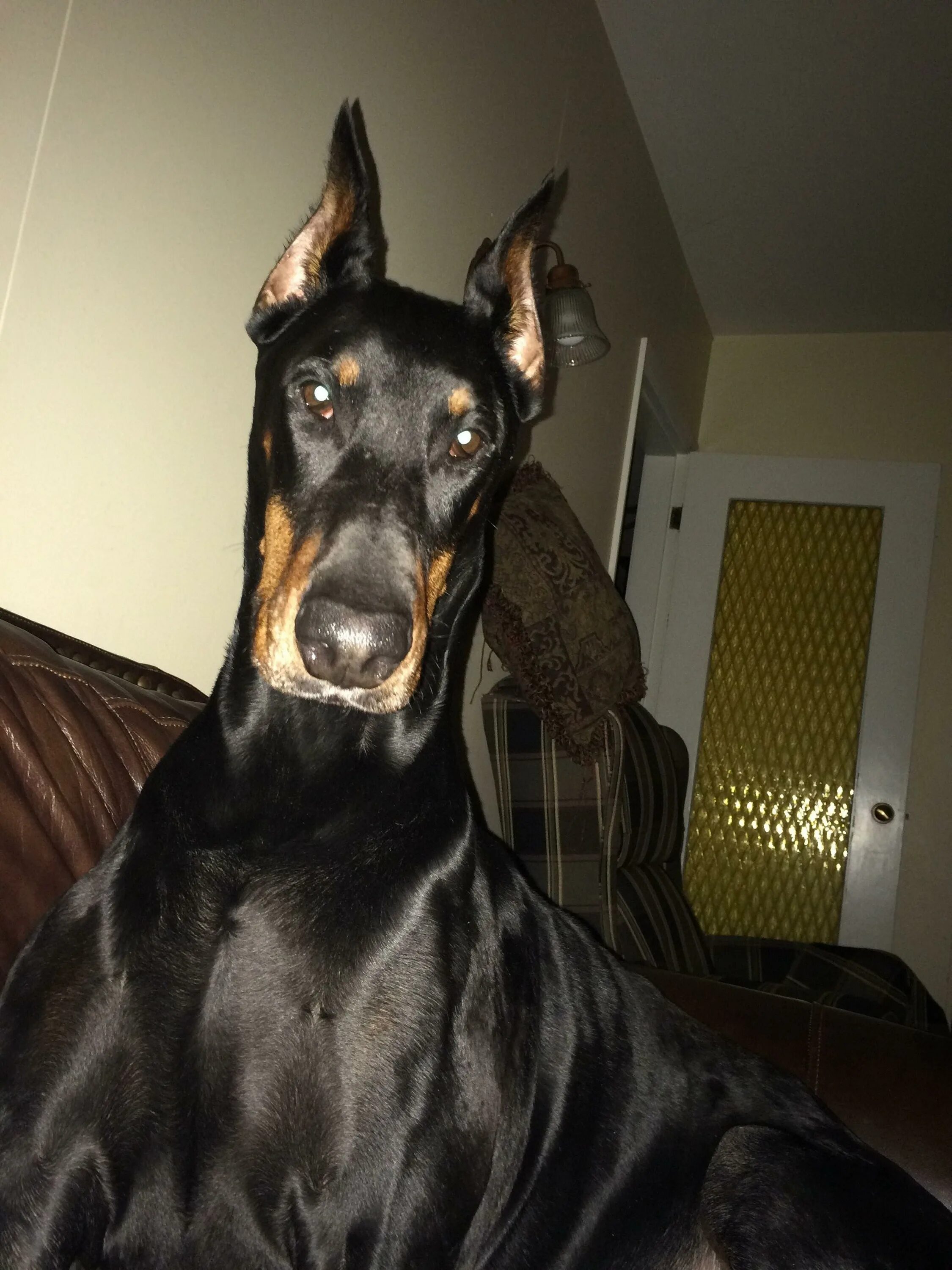 Доберман сторожевая собака. Доберман доберман. Домашние доберманы. Собака доберман щенок. Доберман в доме.