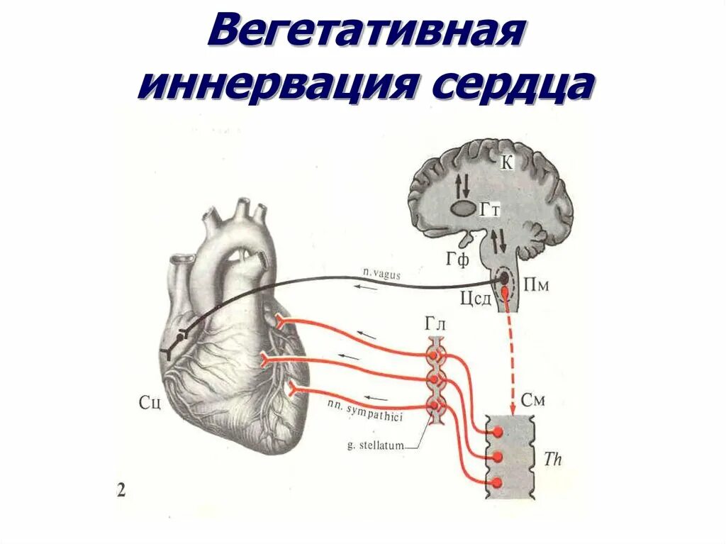 Парасимпатическая иннервация сердца. Схема симпатической иннервации сердца физиология. Симпатическая иннервация сердца схема. Схема иннервации сердца теплокровного. Адренергическая иннервация сердца.