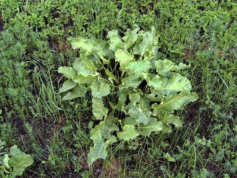 Можно ли кроликам щавель. Щавель конский (Rumex confertus). Конский щавель (дикий щавель). Конский щавель (Rumex crispus). Щавель конский (Rumex confertus) семена.