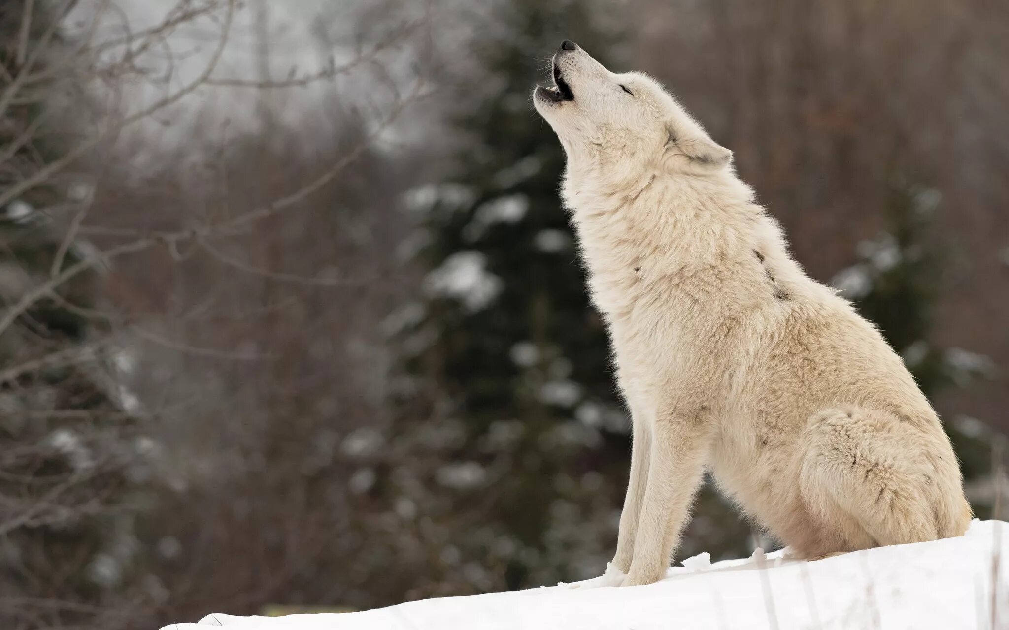 волк сидит. волк. картинка волк сидит. волк серый. вайт вулф.