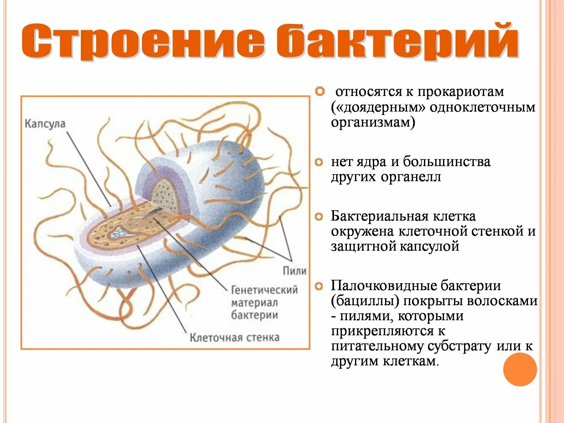 Каковы особенности строения и жизнедеятельности. Особенности структуры бактериальной клетки:. Строение признаки царства бактерий. Особенности строения царства бактерий. Царство бактерий строение и жизнедеятельность бактерий.