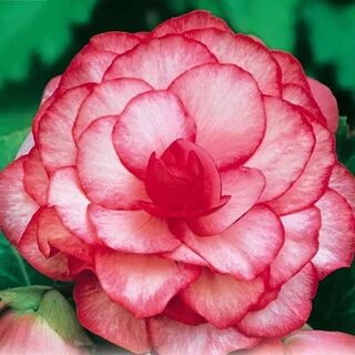 Бегония rose