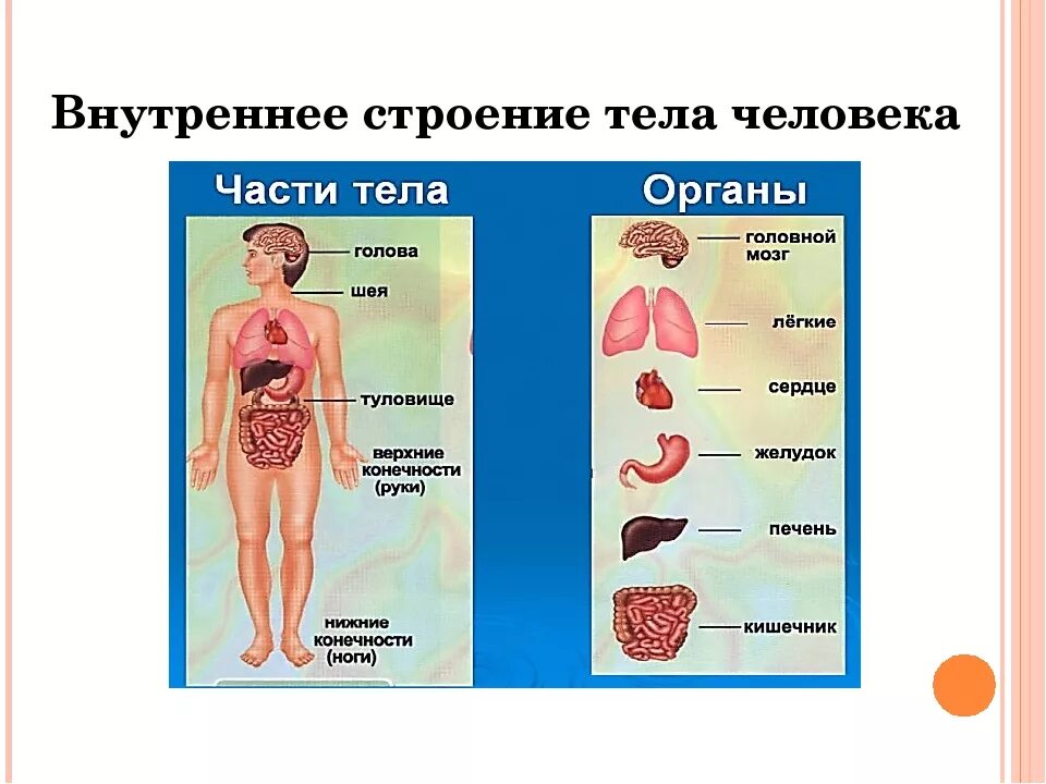 Модель аппликация строение человека 3 класс. Внутренние органы человека схема расположения 3 класс окружающий мир. внутреннее строение человека таблица. внутренние органы человека схема расположения 2 класс. организм человека схема внутреннее строение 2класс.
