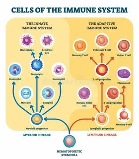 The second of cells
