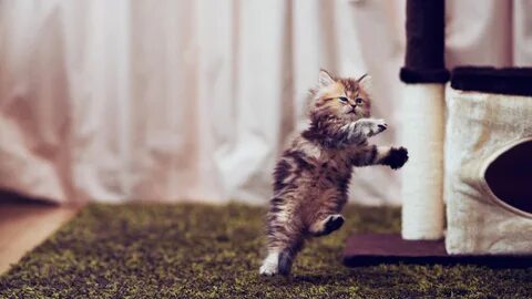Смешные картинки с котятами