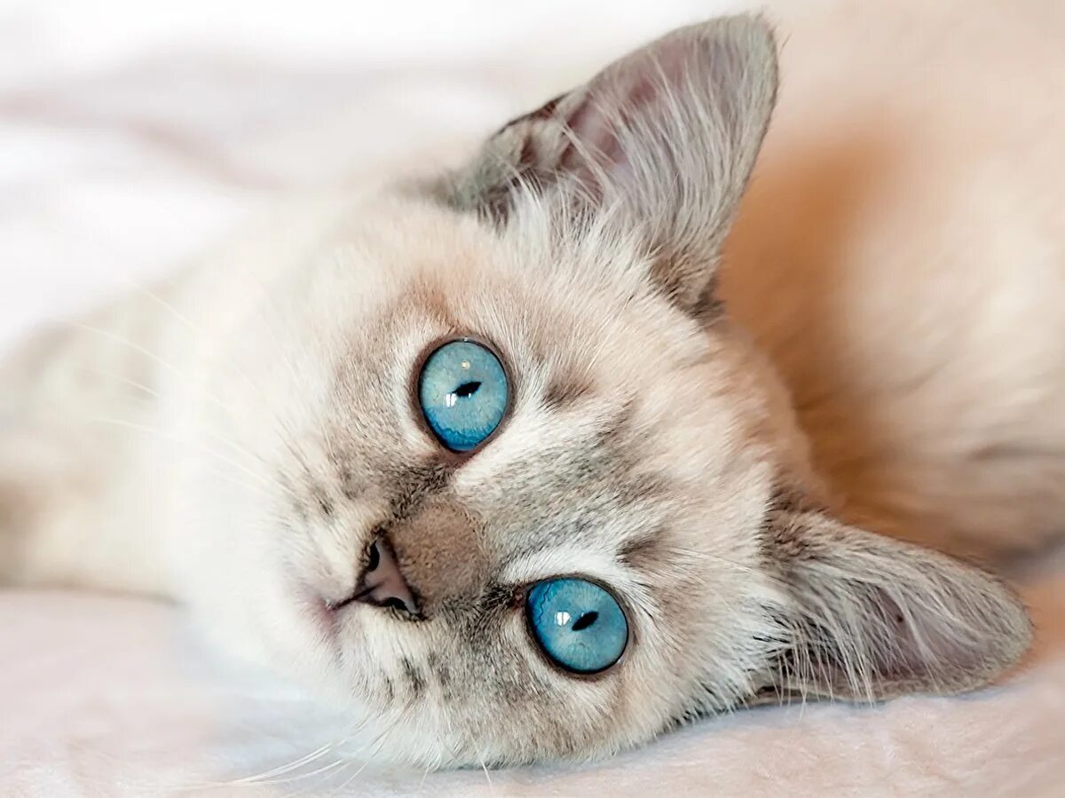 Породы котов с голубыми глазами. Кошка Рэгдолл голубоглазый. Охос азулес длинношерстный. Порода кошек Охос азулес. Алтайская голубоглазка Охос азулес.