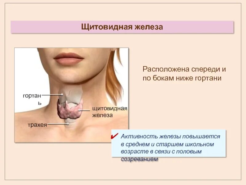 Область щитовидной железы