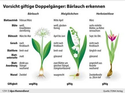 München: Mann verwechselt Bärlauch mit Herbstzeitlose und stirbt 