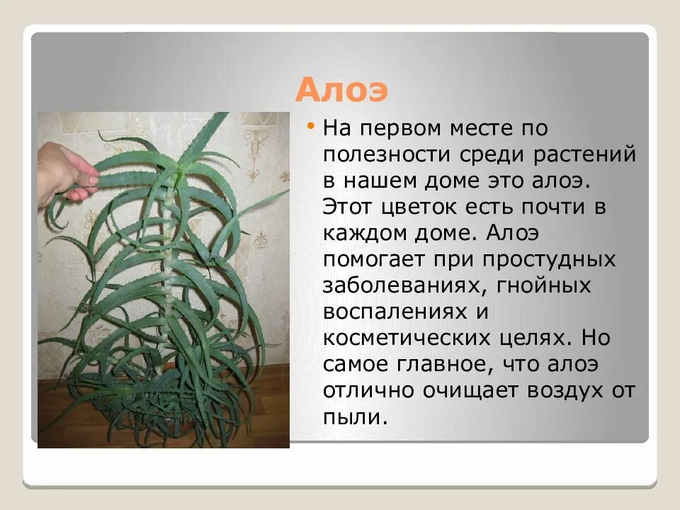 Сообщение о любом комнатном растении. Комнатные растения в жизни человека. растение адое в жизни человека. значимость комнатных растений в жизни человека. комнатные растения в жизни человека сообщение.