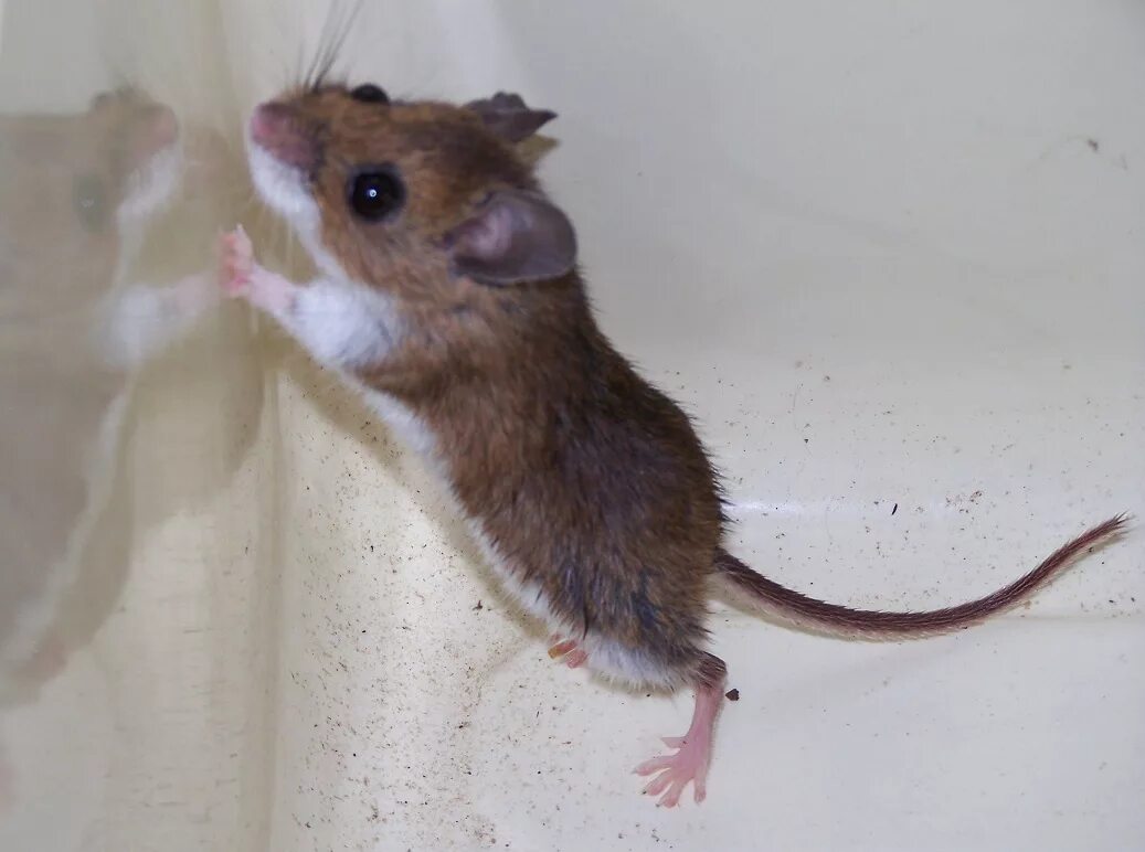 Домовая мышь. Мышь домашняя. Мышь домовая коричневая. Коричневая мышка. Почему дикая домашняя