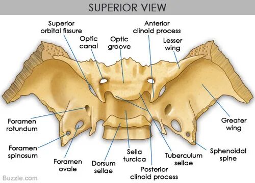 Турецкое седло клиновидной кости черепа. Бугорок седла клиновидной кости. Клиновидная кость анатомия. Клиновидная кость черепа строение. Superior view перевод