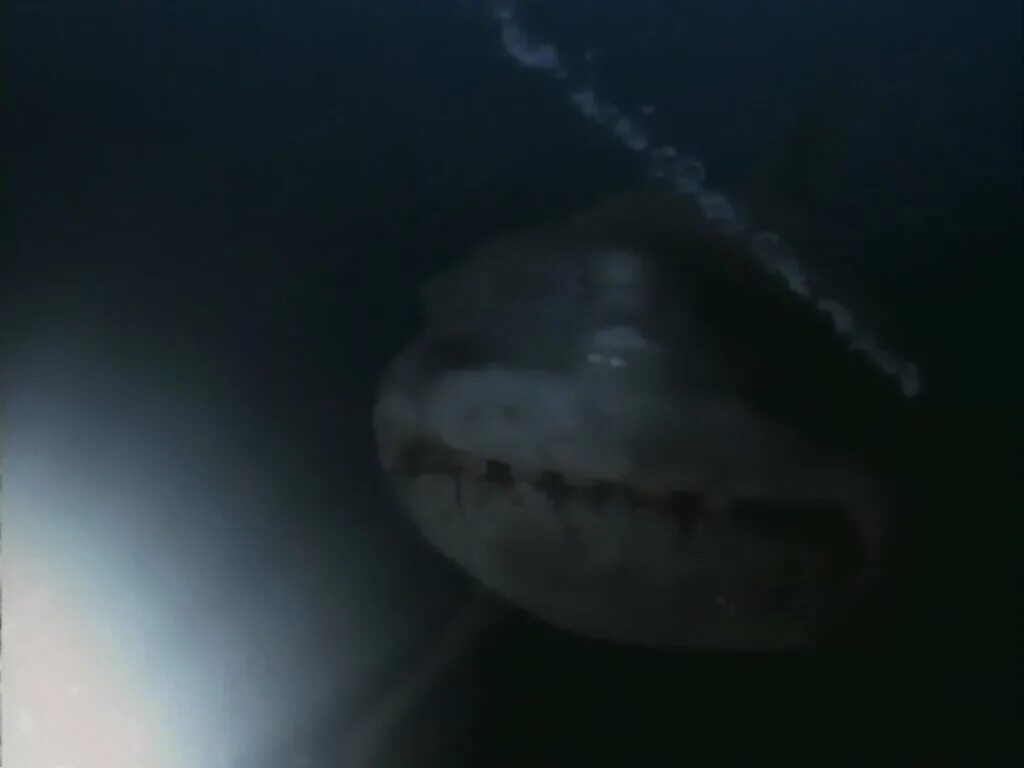 охотник на акул