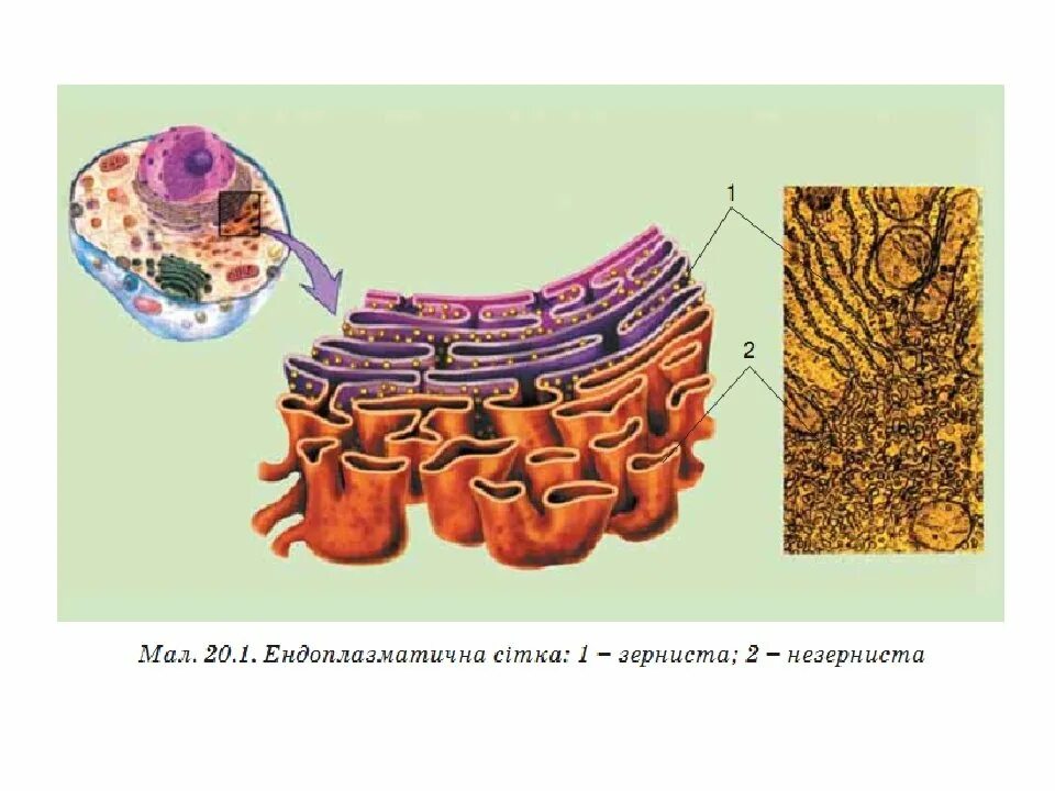 Хлоропласт и эндоплазматическая сеть. Картинка эндоплазматическая сеть клетки. ЭПС биология.