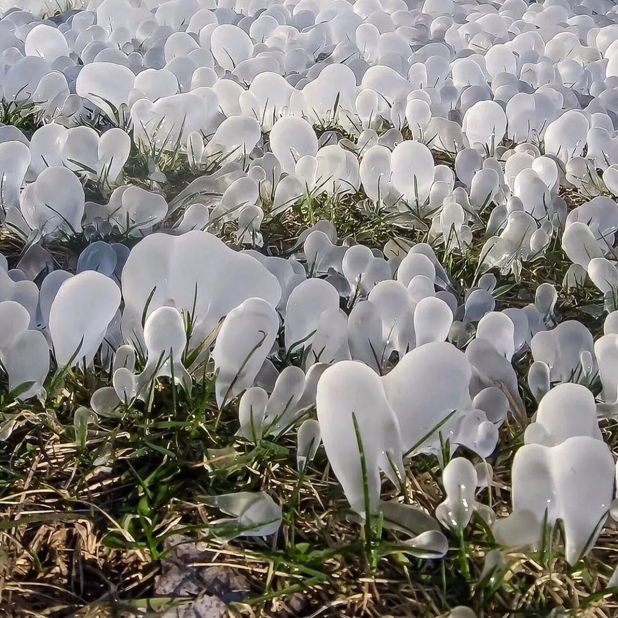 Белый цвет в природе. Ледяные цветы природное явление. Необычные природные явления. Белые цветы в природе. Лед явление природы