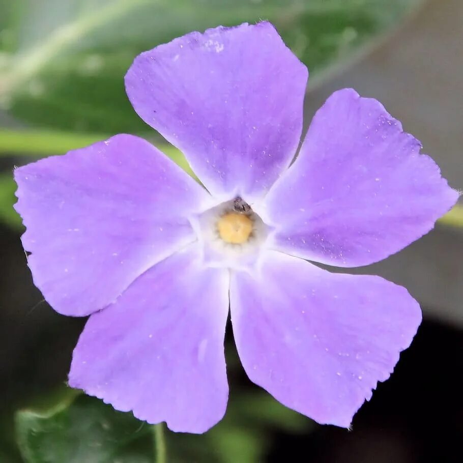 Blooming violet